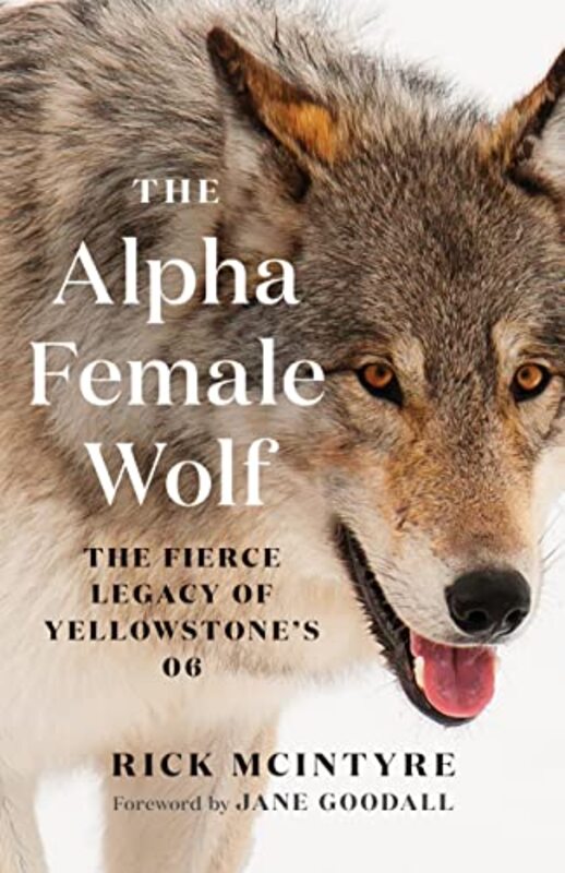 The Alpha Female Wolf The Fierce Legacy Of Yellowstones 06 By Mcintyre Rick Goodall Jane Hardcover
