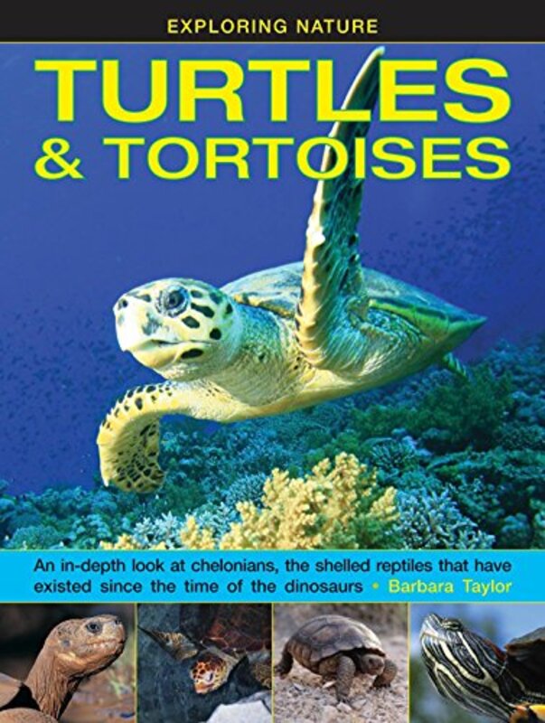 Exploring Nature Turtles & Tortoises by Lizzie PostDaniel Post Senning-Hardcover