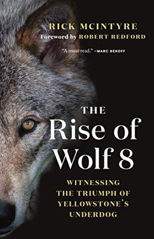 

The Rise of Wolf 8: Witnessing the Triumph of Yellowstone Underdog Paperback by McIntyre, Rick - Redford, Robert