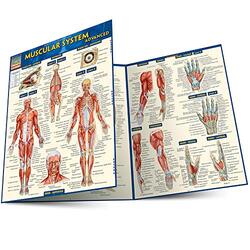 Muscular System Advanced Paperback by Perez, Vincent