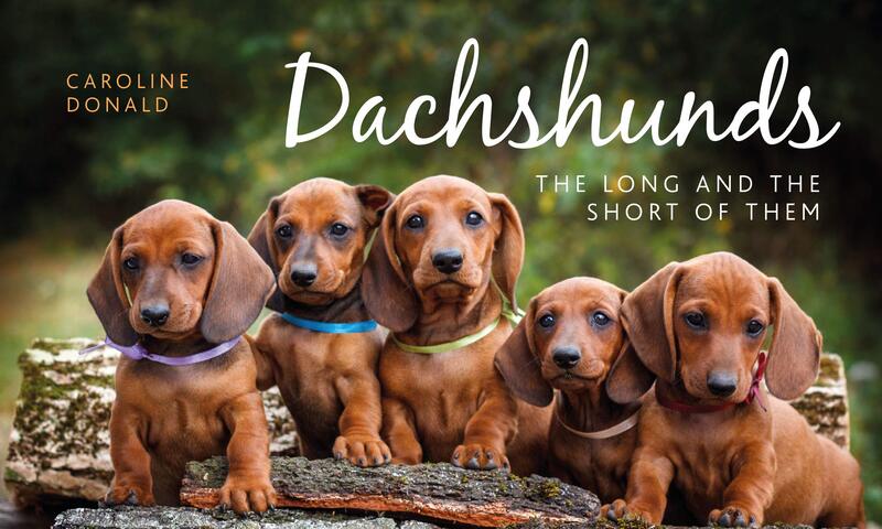 Dachshunds: The Long and the Short of Them