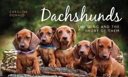 Dachshunds: The Long and the Short of Them