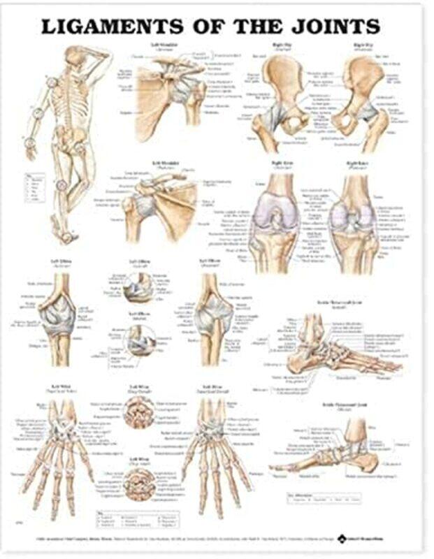 

Ligaments Of The Joints Anatomical Chart by Anatomical Chart Company -Paperback