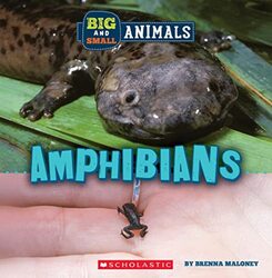 Big And Small: Amphibians (Wild World),Paperback by Brenna Maloney