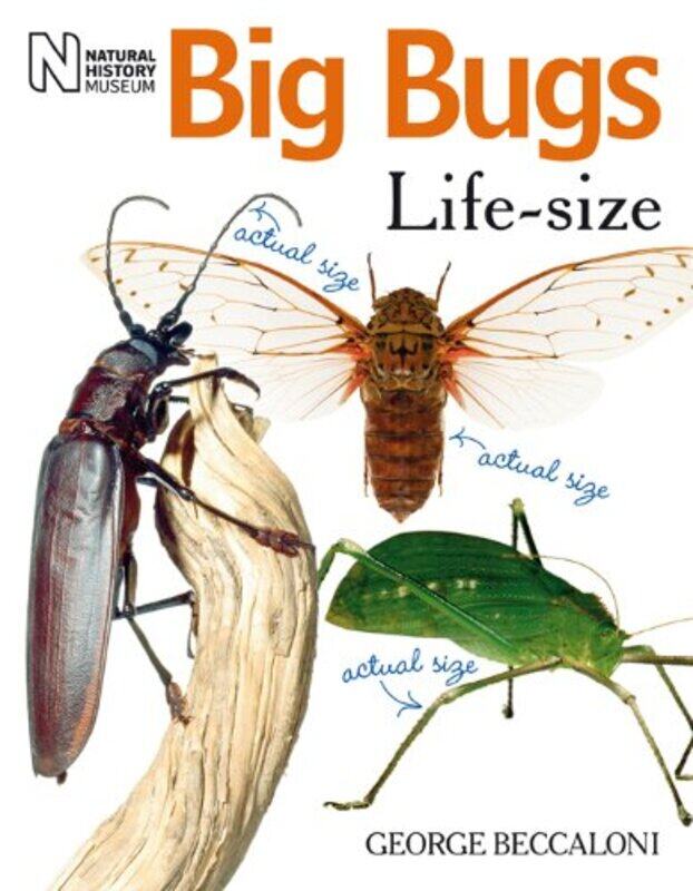 

Big Bugs LifeSize by Isabel Alonso de SudeaAbigail HardwickMaria Isabel Isern Vivancos-Paperback