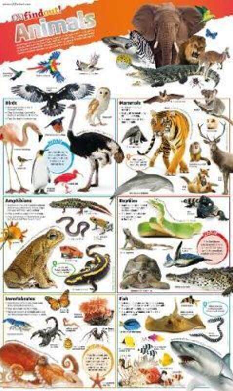 

DKfindout! Animals Poster,Paperback,ByDK