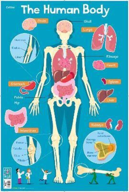 

Human Body (Collins Children's Poster).paperback,By :Evans, Steve - Collins Kids