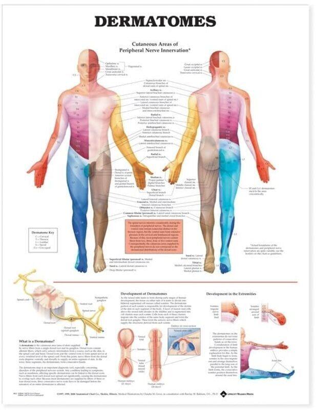 

Dermatomes Anatomical Chart by Anatomical Chart Company Paperback