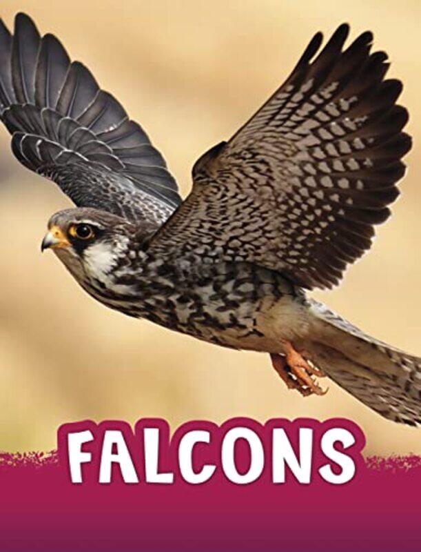 

Falcons by Jaclyn Jaycox-Paperback