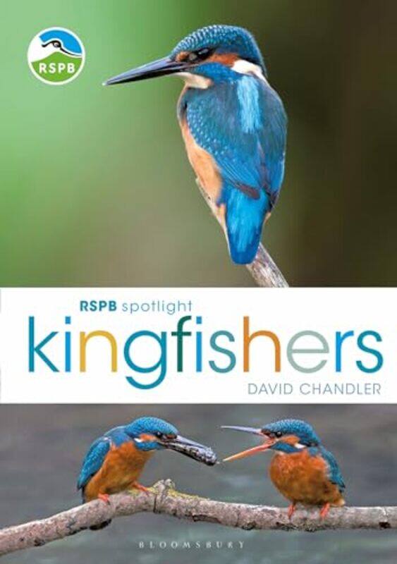 

RSPB Spotlight Kingfishers by Ainsley Arment-Paperback