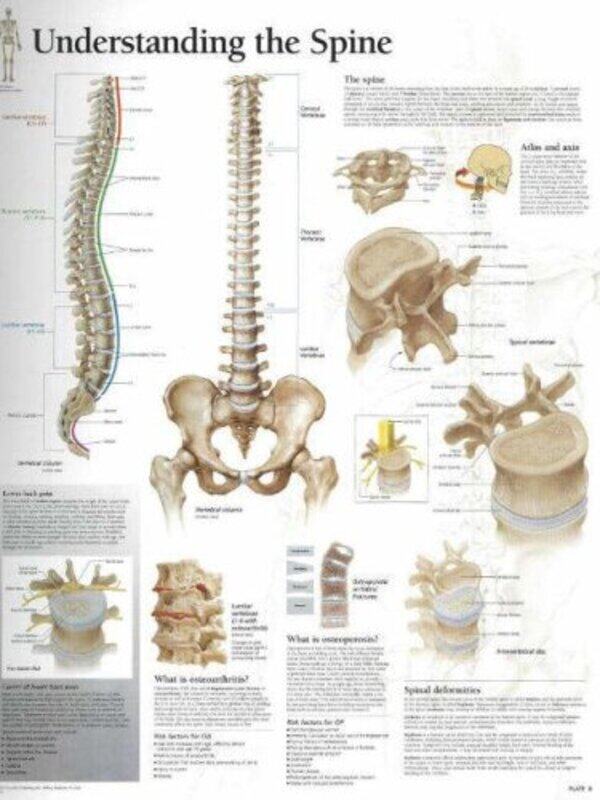 

Understanding The Spine Laminated Poster,Paperback By Scientific Publishing
