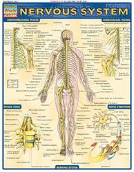 Nervous System By Perez, Vincent Paperback