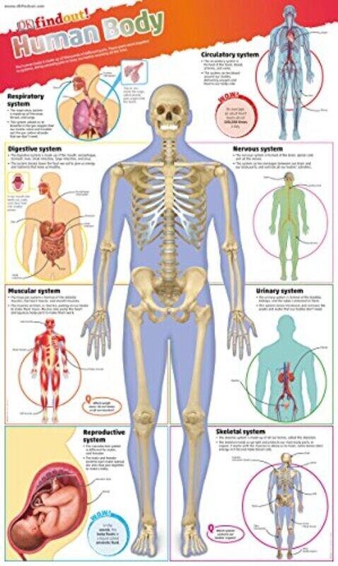 

DKfindout! Human Body Poster , Paperback by DK