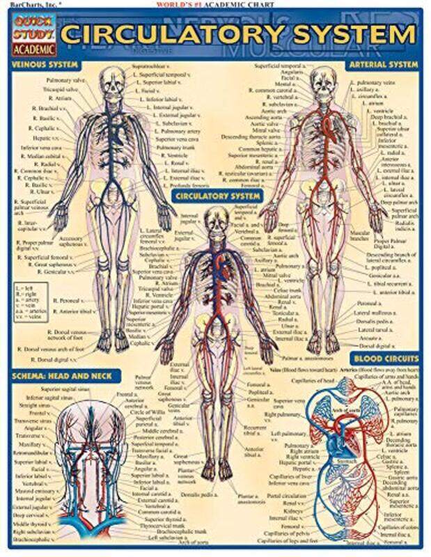 

Circulatory System,Paperback by Perez, Vincent