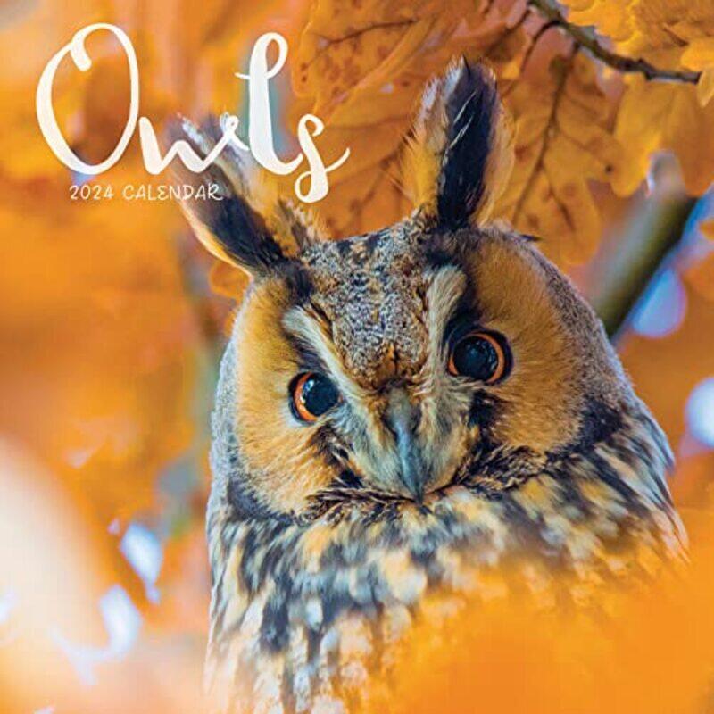 

Owls Mini by Carousel Calendars Paperback