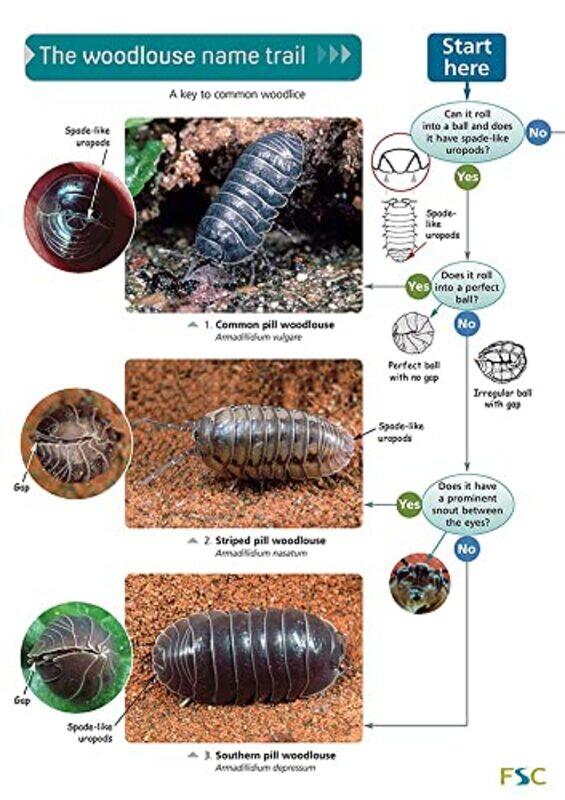 

The Woodlouse Name Trail by Mark Golds-Paperback