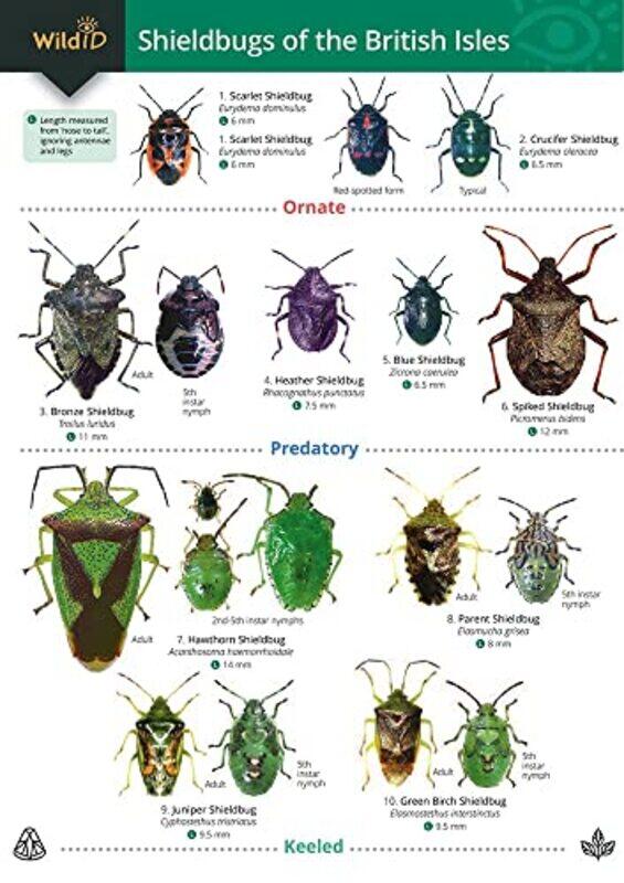 

Guide to Shieldbugs of the British Isles by Gareth MooreChris Dickason-Paperback