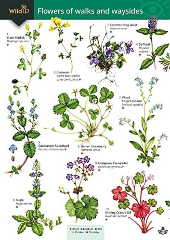 

Guide to flowers of walks and waysides by Royal Yachting Association-Hardcover