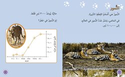Tigers in Danger: Level 10 (Collins Big Cat Arabic Reading Programme), Paperback Book, By: Louise Spilsbury