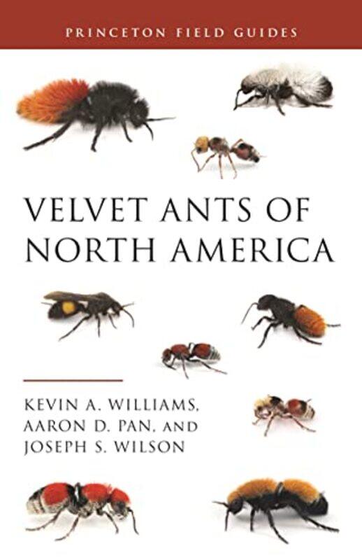 

Velvet Ants of North America by Mary Wood-Paperback