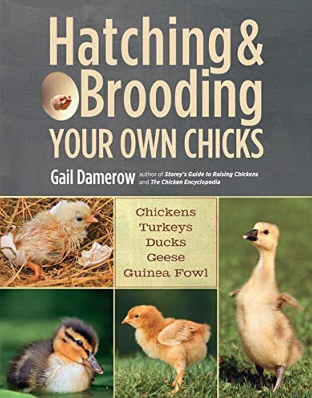 

Hatching & Brooding Your Own Chicks by Lesley G KingAmanda Boag-Paperback