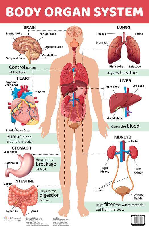 

Body Organ System: Charts, Hardcover Book, By: Om Books Editorial Team