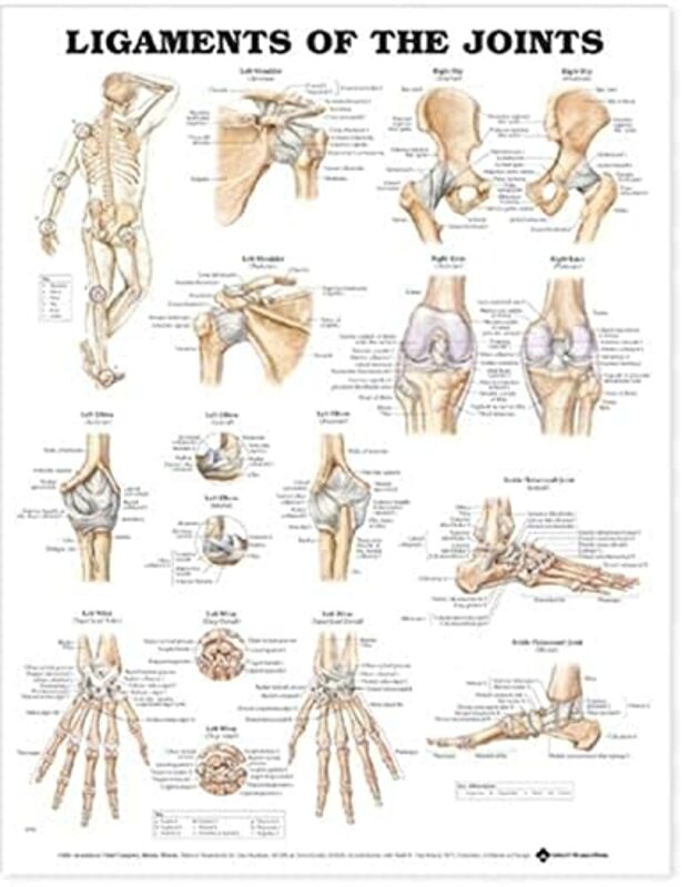 Ligaments Of The Joints Anatomical Chart by Anatomical Chart Company -Paperback