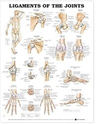 Ligaments Of The Joints Anatomical Chart by Anatomical Chart Company -Paperback