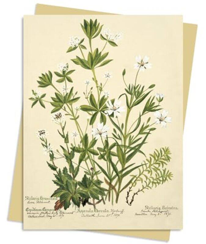 

RBGE: Charlotte Cowan Pearson: Stitchworts, Woodruff and Pepperwort Greeting Card Pack by -Other Book Format