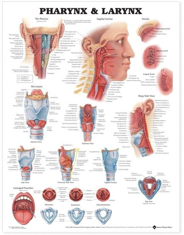 

Pharynx & Larynx Anatomical Chart by Anatomical Chart Company , Paperback