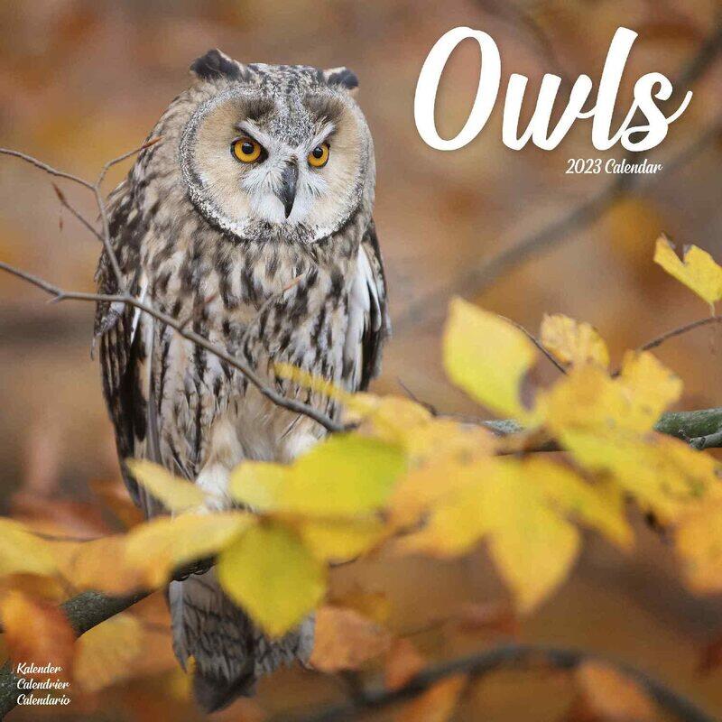 

Owls W / AVONSI
