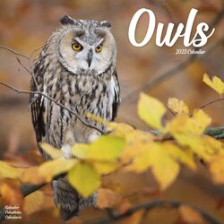 Owls W / AVONSI