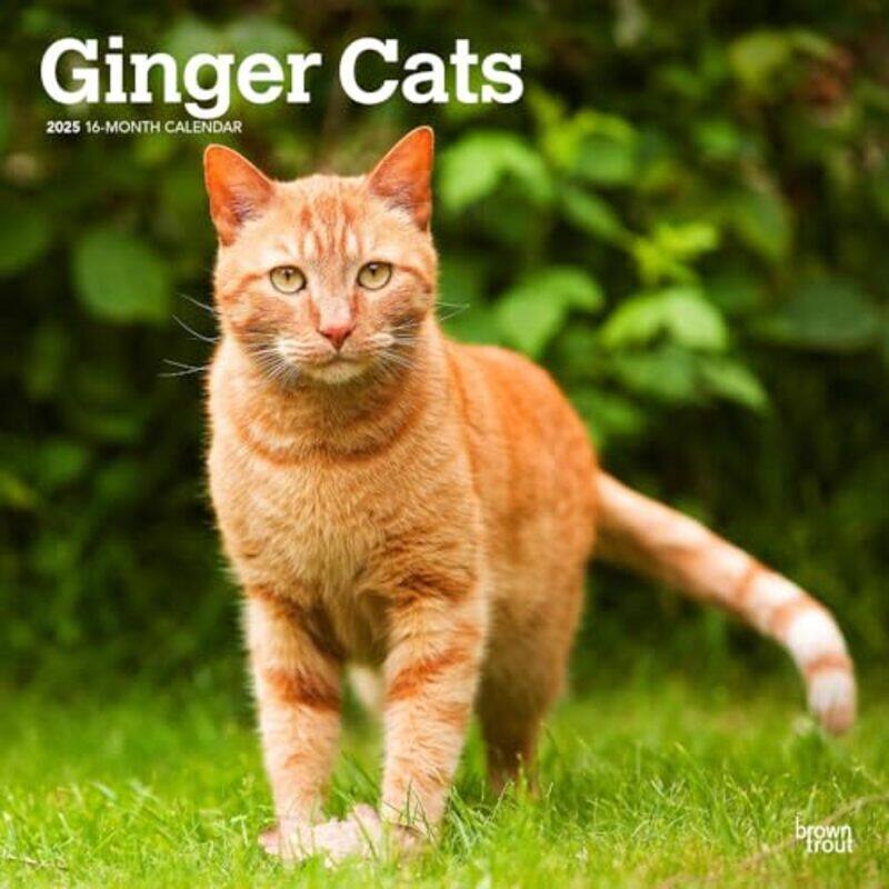 

Ginger Cats 2025 12 X 24 Inch Monthly Square Wall Calendar Plasticfree by Browntrout - Paperback