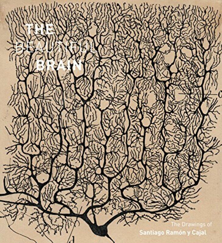

The Beautiful Brain by Larry SwansonEric NewmanAlfonso Araque-Hardcover