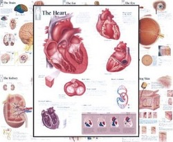 Body Organ Wall Chart Set,Paperback,ByScientific Publishing