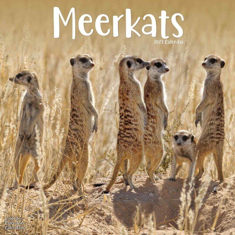 

Meerkats Wall
