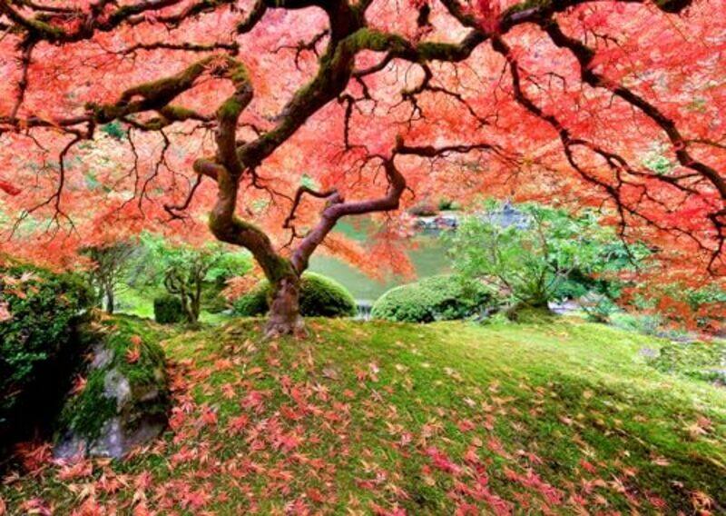 

Japanese Maple Tree Jigsaw Puzzle by Peter Pauper Press, Inc - Paperback