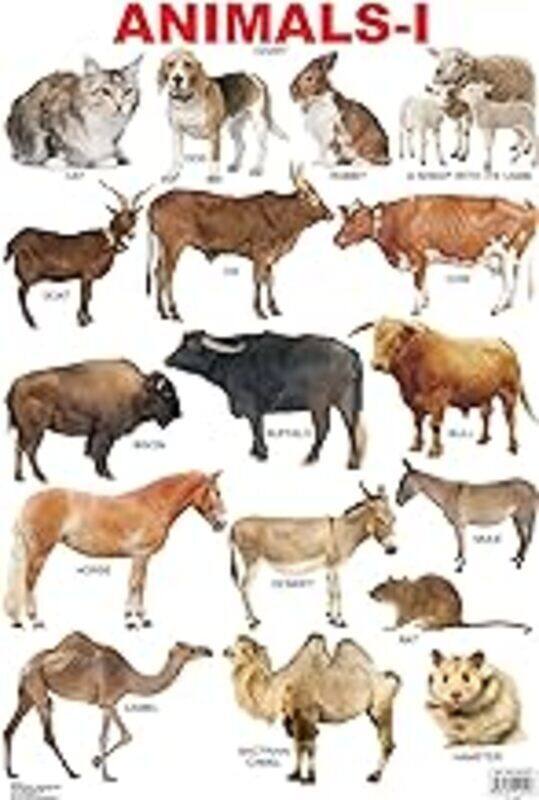 

Animals1 by Dreamland Publications - Paperback