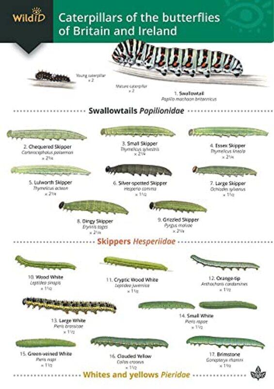 

Guide to caterpillars of the butterflies of Britain and Ireland by John BebbingtonRichard Lewington-Paperback