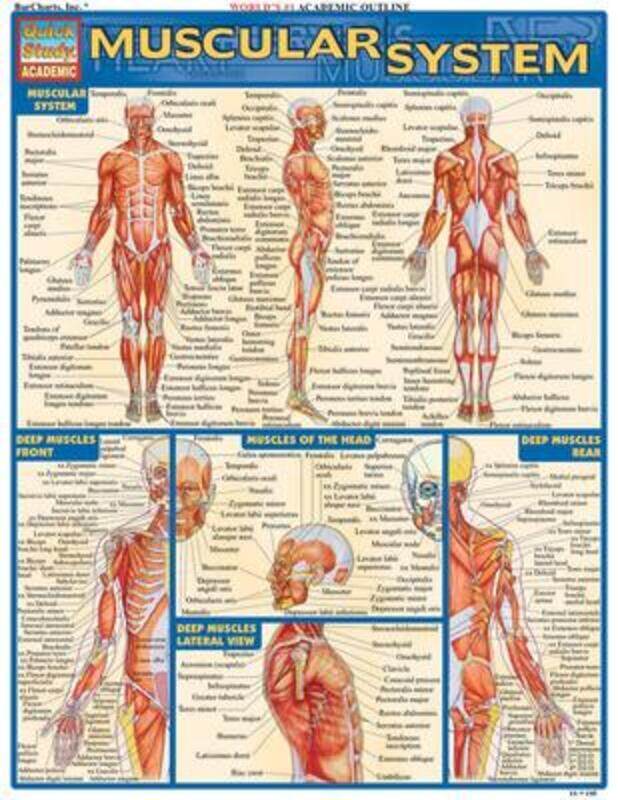 

Muscular System,Paperback, By:Perez, Vincent