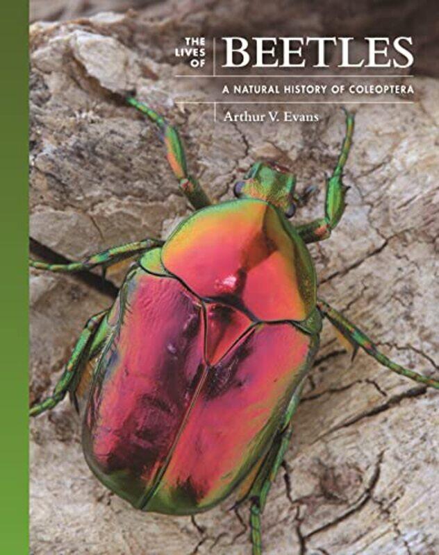 

The Lives of Beetles by Gilda Joffe-Hardcover