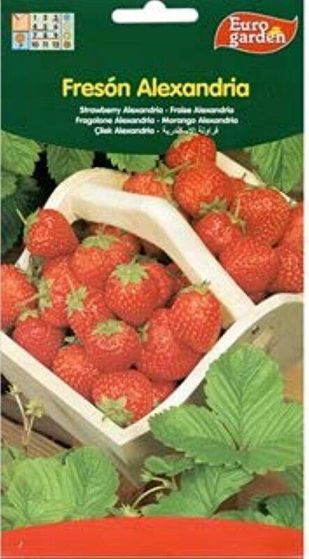 

Euro Garden Strawberry Premium Quality Seeds