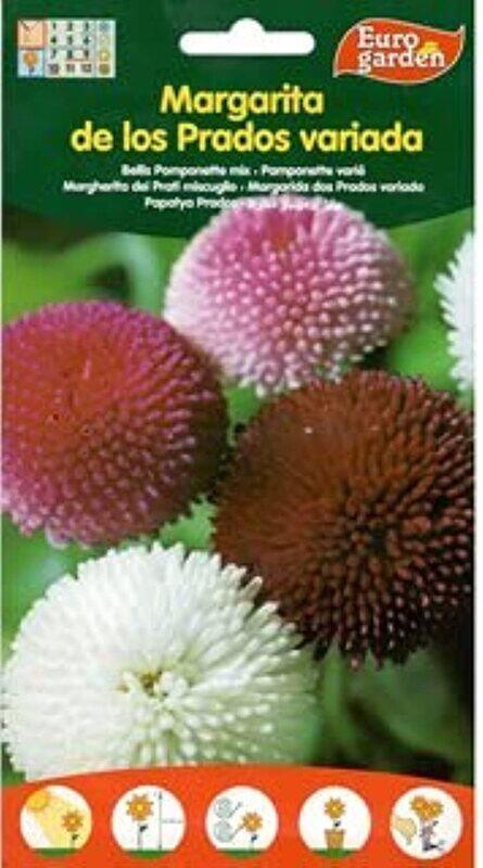 

Euro Garden Belli Pomponette Seeds
