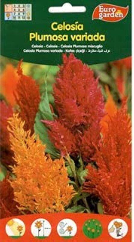 

Euro Garden Celosia