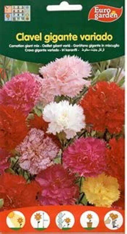 

Euro Garden Carnation Giant Mix