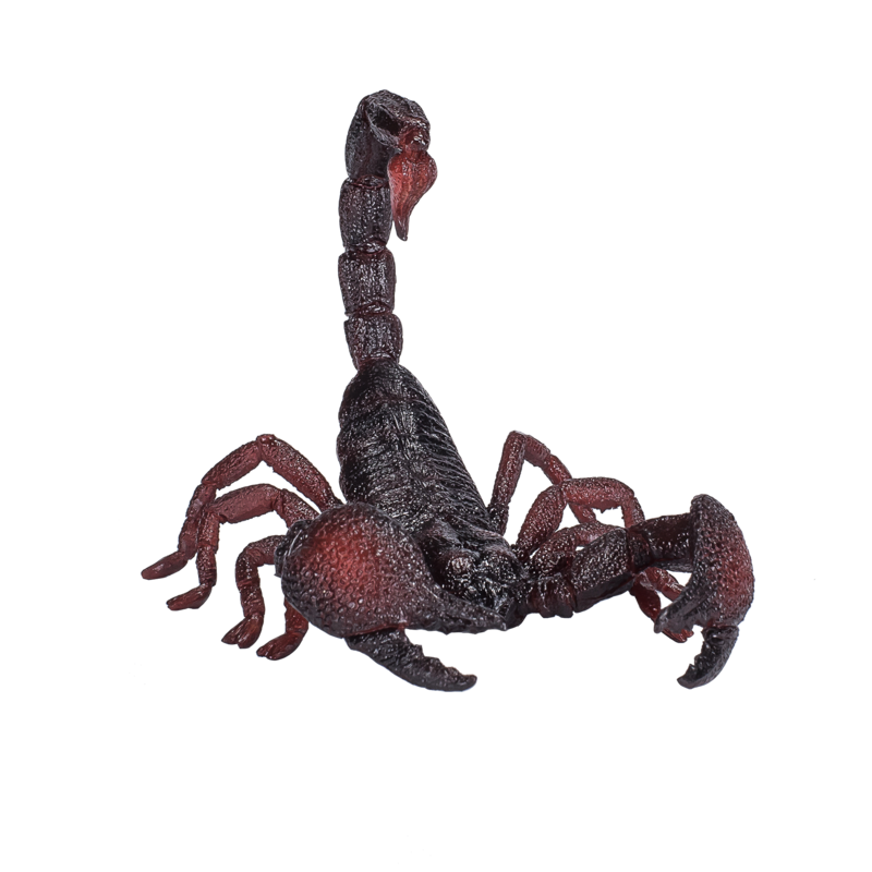 Emperor Scorpion