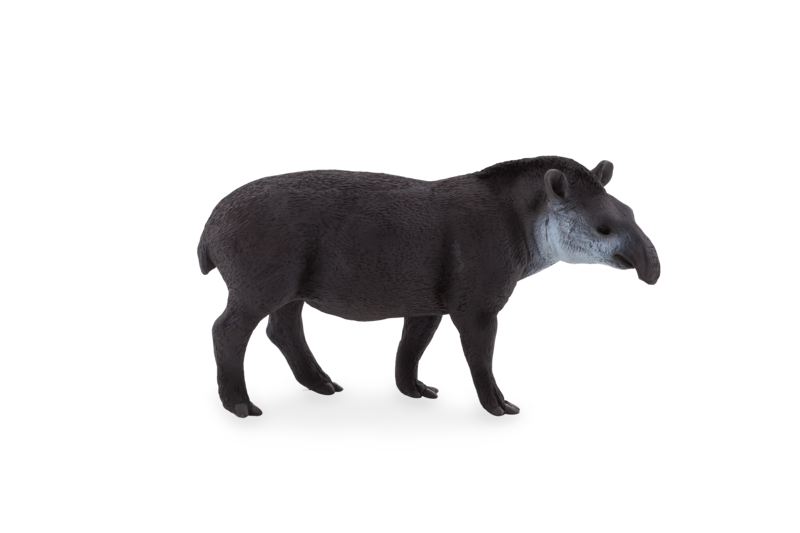 Brazilian Tapir