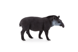 Brazilian Tapir