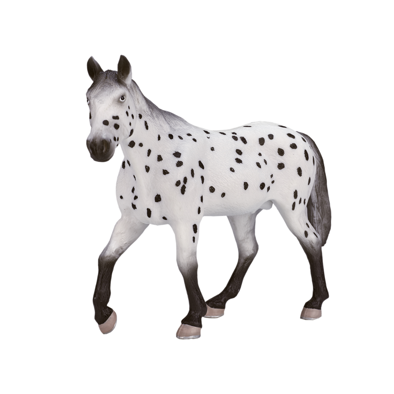 Appaloosa Stallion