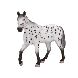 Appaloosa Stallion